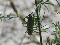 Ephippiger discoidalis