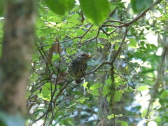 Philepitta castanea