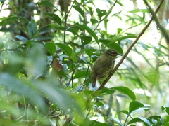 Philepitta castanea