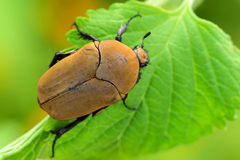 Hologymnetis cinerea