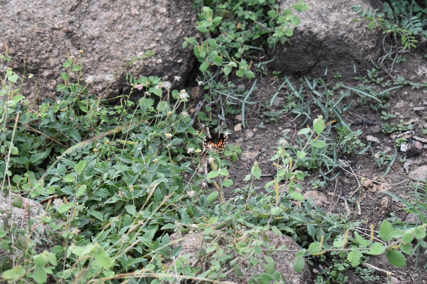 Common Mormon