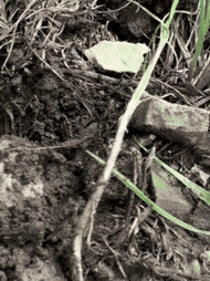 Texas Brown Tarantula photographed in Virginia