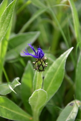 Centaurea montana