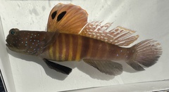 Peacock Shrimpgoby photo 2