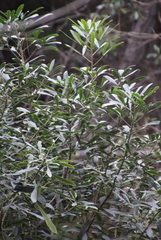 Pseudopanax crassifolius × lessonii