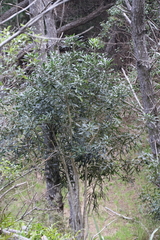 Pseudopanax crassifolius × lessonii