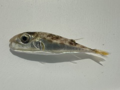 Suez Puffer photo 2