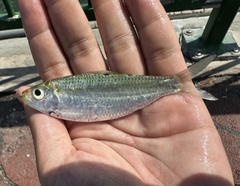 Blacksaddle Herring photo 2