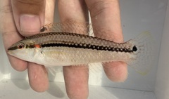 Earmuff Wrasse photo 1