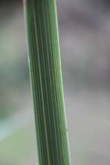 Austroderia splendens