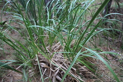 Austroderia splendens