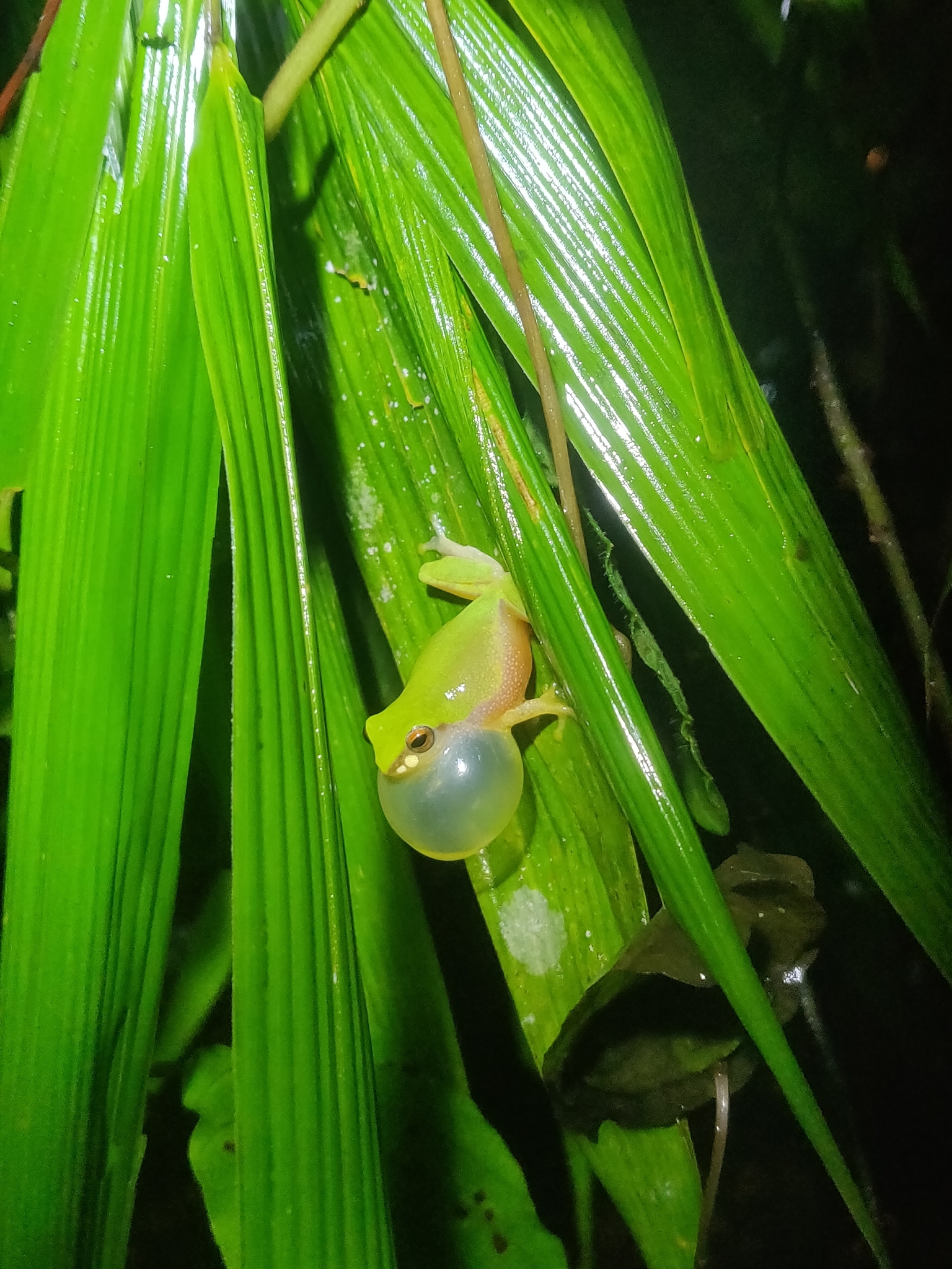 Variable Coloured Bush Frog