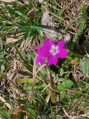 Primula pedemontana, photograph 3