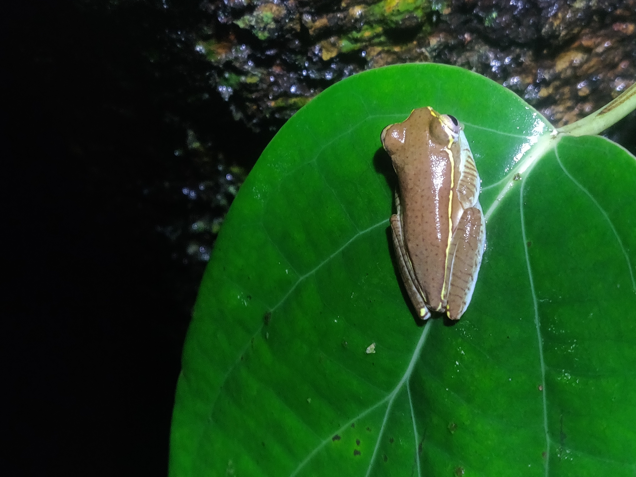 Double Banded Small Tree Frog