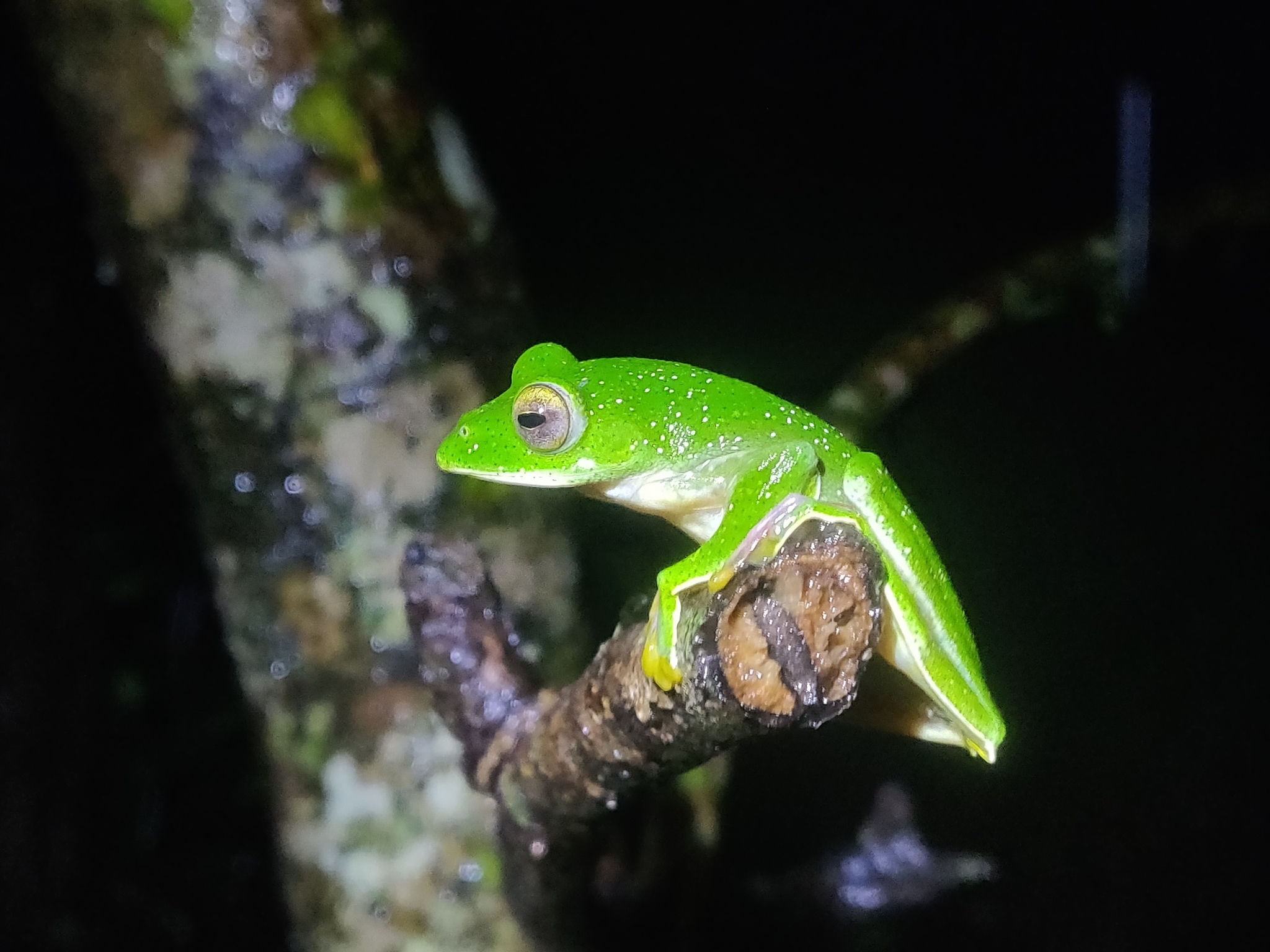 Malabar Gliding Tree Frog