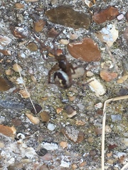 Steatoda nobilis