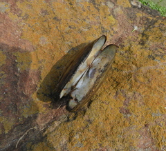 Anodontites trapesialis