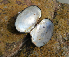 Anodontites trapesialis