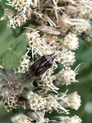 Harmostes fraterculus