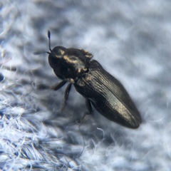 Aphanisticus cochinchinae