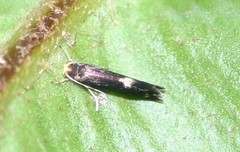 Psychoides filicivora