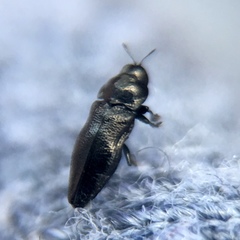 Aphanisticus cochinchinae