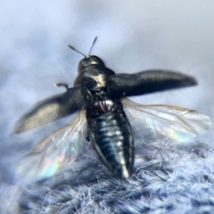 Aphanisticus cochinchinae