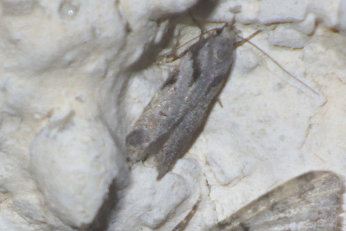 Recurvaria costimaculella