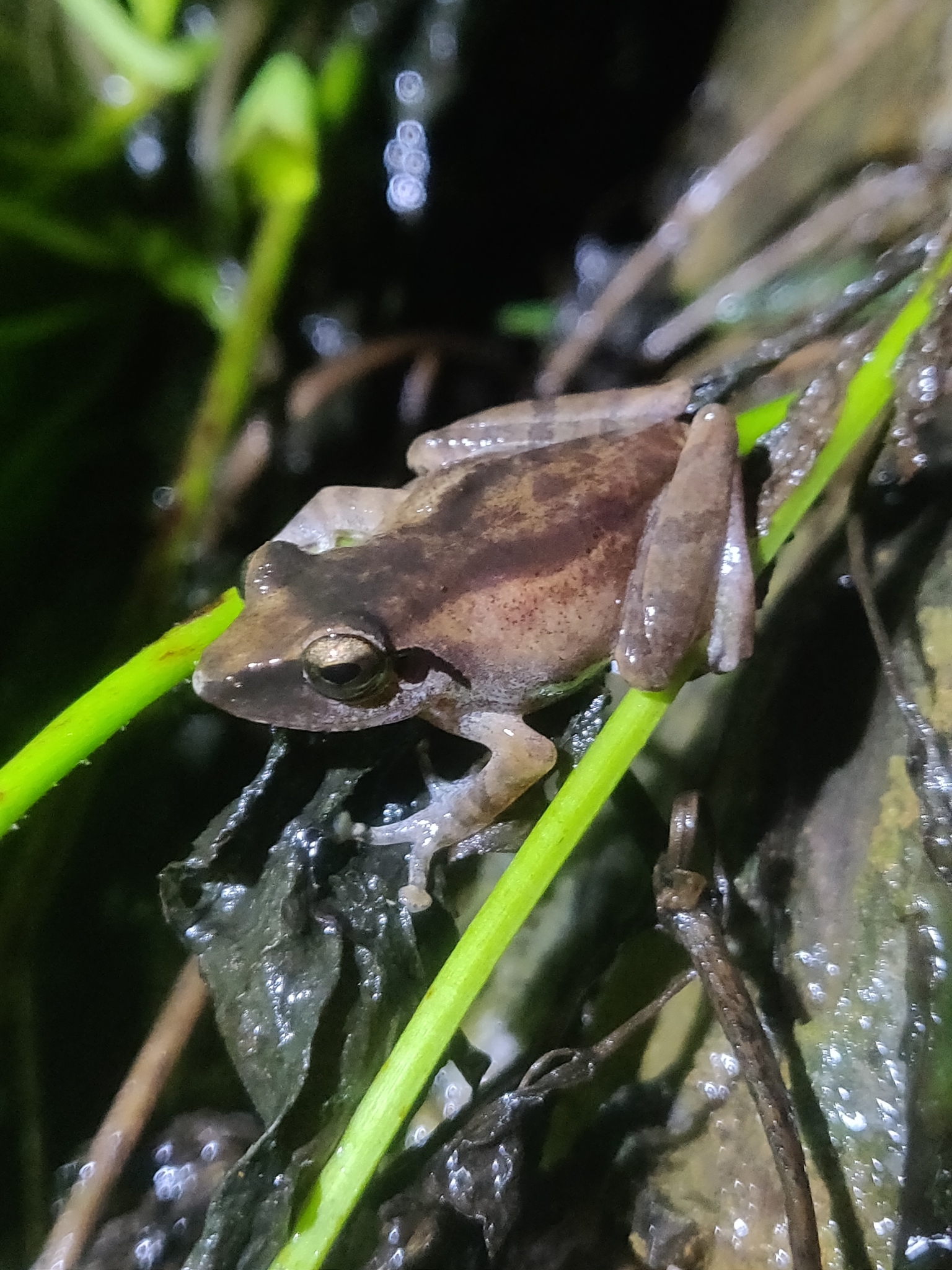Wynaad Brown Eared Shrub Frog