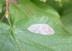 Phyllonorycter corylifoliella