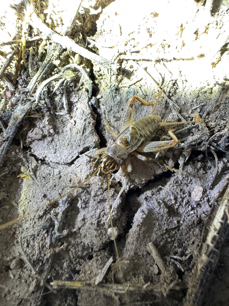 western striped cricket