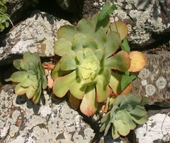 Aeonium cuneatum