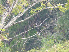 Merops superciliosus