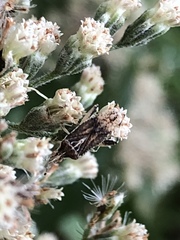 Harmostes fraterculus