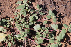 Tetragonia microptera