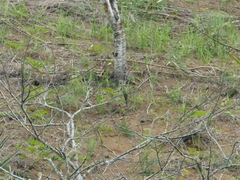 Merops superciliosus