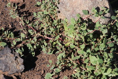 Tetragonia microptera