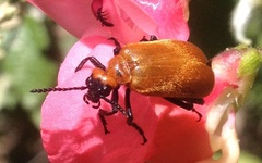 Tetraonyx frontalis