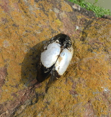 Anodontites trapesialis