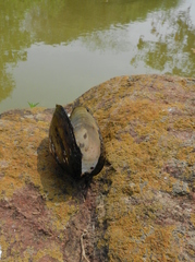 Anodontites trapesialis