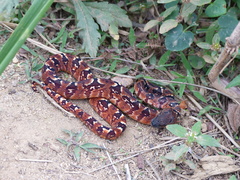 Madagascar Tree Boa photo 2