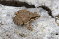 Rana macrocnemis
