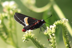 Mysoria barcastus