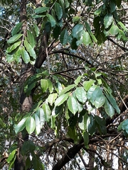 Centrolobium tomentosum