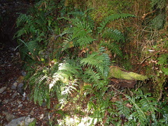 Polystichum silvaticum