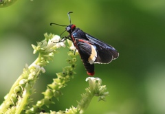 Mysoria barcastus