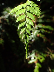 Polystichum silvaticum