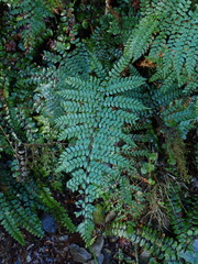 Polystichum silvaticum