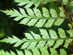 Polystichum silvaticum