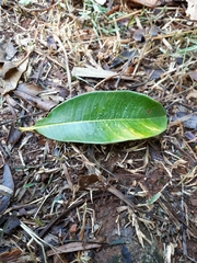 Centrolobium tomentosum